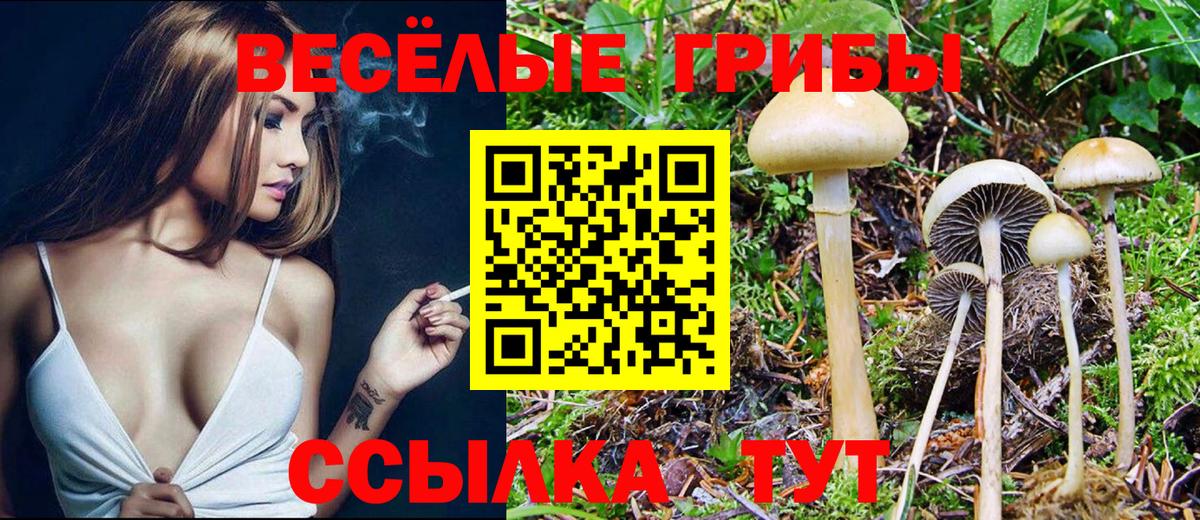 Псилоцибиновые грибы Psilocybine cubensis Сызрань
